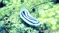 foto de buceo