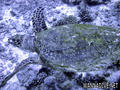 foto de buceo