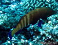 foto de buceo