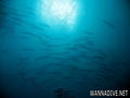 foto de buceo