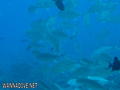 foto de buceo
