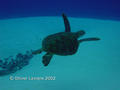 foto de buceo