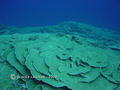 foto de buceo