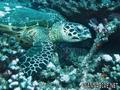 foto de buceo