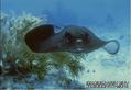 foto de buceo