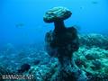 foto de buceo