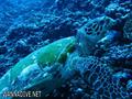 foto de buceo