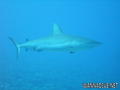 foto de buceo