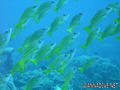 foto de buceo