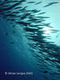 foto de buceo