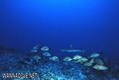 foto de buceo