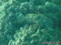 foto de buceo