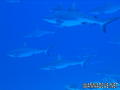foto de buceo