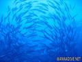 foto de buceo