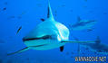 foto de buceo