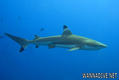 foto de buceo