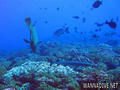 foto de buceo