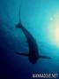 foto de buceo