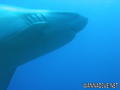 foto de buceo