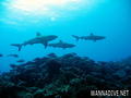 foto de buceo