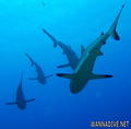 foto de buceo