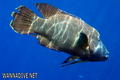 foto de buceo