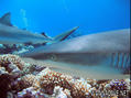 foto de buceo