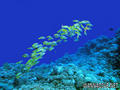 foto de buceo