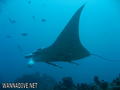 foto de buceo