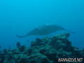 foto de buceo