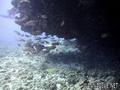 foto de buceo