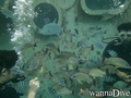 foto de buceo
