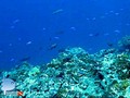 foto de buceo