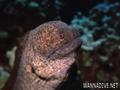foto de buceo