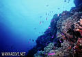 foto de buceo