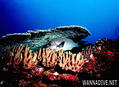 foto de buceo