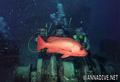 foto de buceo