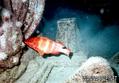 foto de buceo