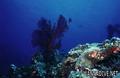 foto de buceo