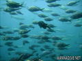 foto de buceo