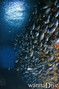 foto de buceo