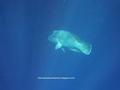 foto de buceo