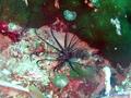 foto de buceo