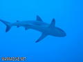 foto de buceo