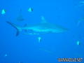 foto de buceo