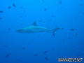 foto de buceo