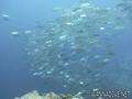 foto de buceo