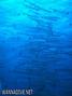 foto de buceo