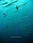 foto de buceo