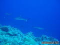 foto de buceo